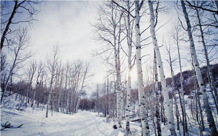 西伯利亞白樺茸為什么優于長白山白樺茸？