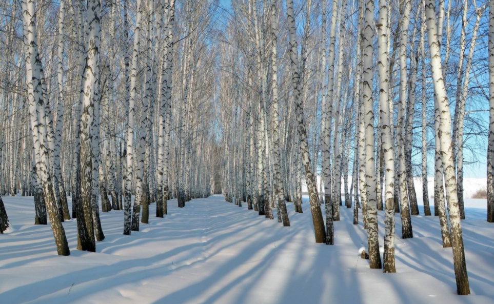 特點追蹤:偏愛極寒氣候的森林臻寶白樺茸 特點追蹤:偏愛極寒氣候的森林臻寶白樺茸