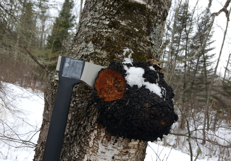 溯源奇書:諾獎作品《癌病房》中的白樺茸秘密 溯源奇書:諾獎作品《癌病房》中的白樺茸秘密