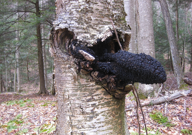 緣起高寒:西伯利亞白樺茸何以成為健康領(lǐng)域的明星? 緣起高寒:西伯利亞白樺茸何以成為健康領(lǐng)域的明星?