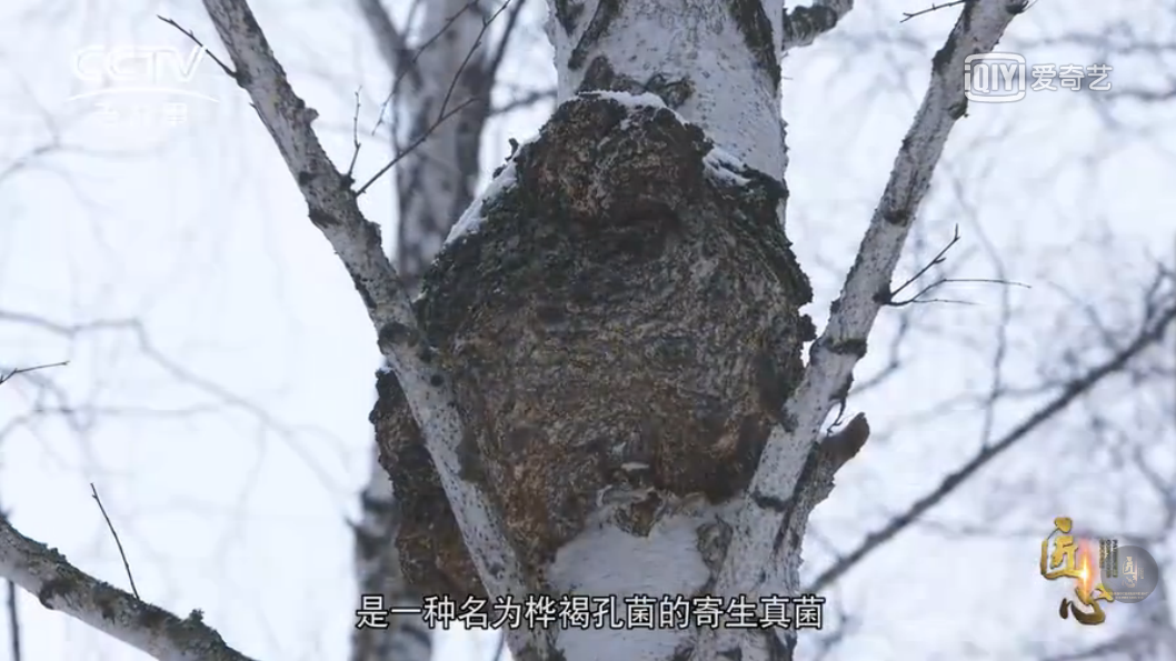 ?從疲憊到活力：白樺茸引領亞健康人群保健新風尚!