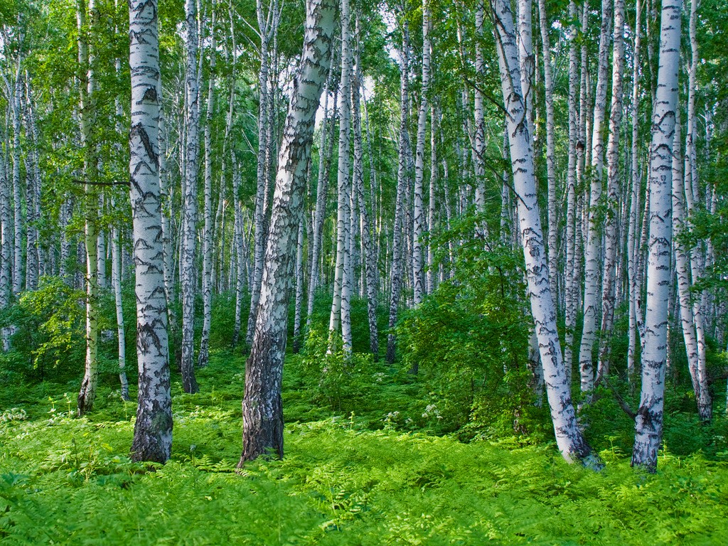 市場觀察：白樺茸價格波動解析
