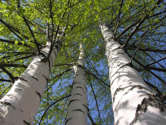 樺樹茸的作用功效、禁忌及潛在副作用全指南