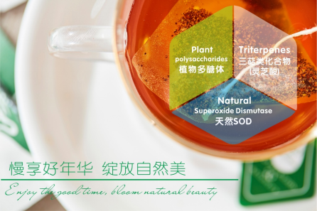 白樺茸:黑色森林鉆石,金色健康品質! 白樺茸:黑色森林鉆石,金色健康品質!