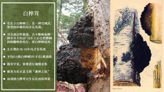 健康守護者白樺茸,全方位提升免疫力! 健康守護者白樺茸,全方位提升免疫力!