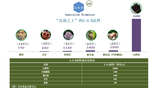 白樺茸的“不老傳說”:如何助力人們保持活力? 白樺茸的“不老傳說”:如何助力人們保持活力?