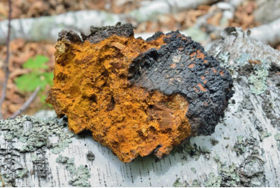 白樺茸:原發性高血壓的自然療法新選擇 白樺茸:原發性高血壓的自然療法新選擇