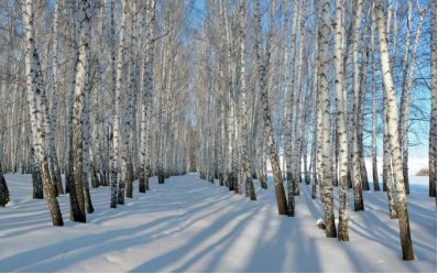 ?奇跡之地西伯利亞:白樺樹與白樺茸的共生奧秘 ?奇跡之地西伯利亞:白樺樹與白樺茸的共生奧秘