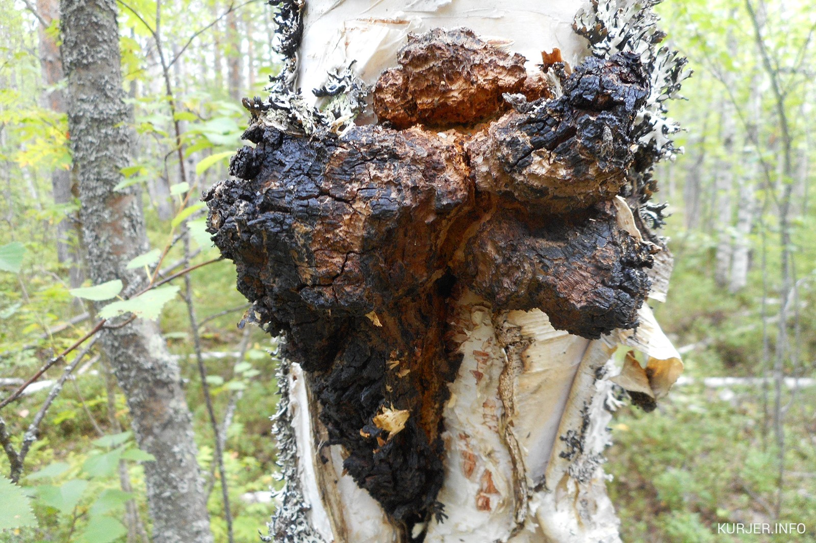 樺樹茸是寒性還是溫性？適合哪些體質人群？
