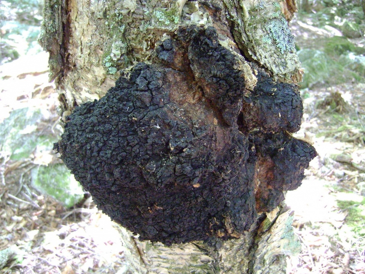 深度解析：天然真菌白樺茸對特定乳腺疾病的輔助作用研究