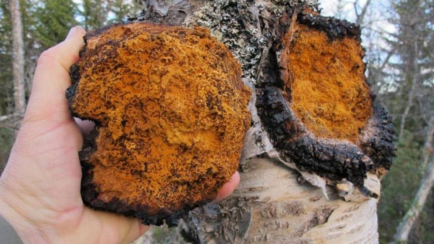 白樺茸的文化基因：從古老智慧到現代產業的跨界之旅