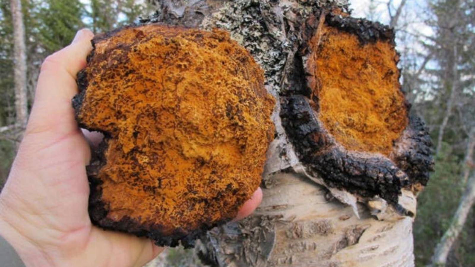 市場洞察：白樺茸價格趨勢及一斤多少錢的解答