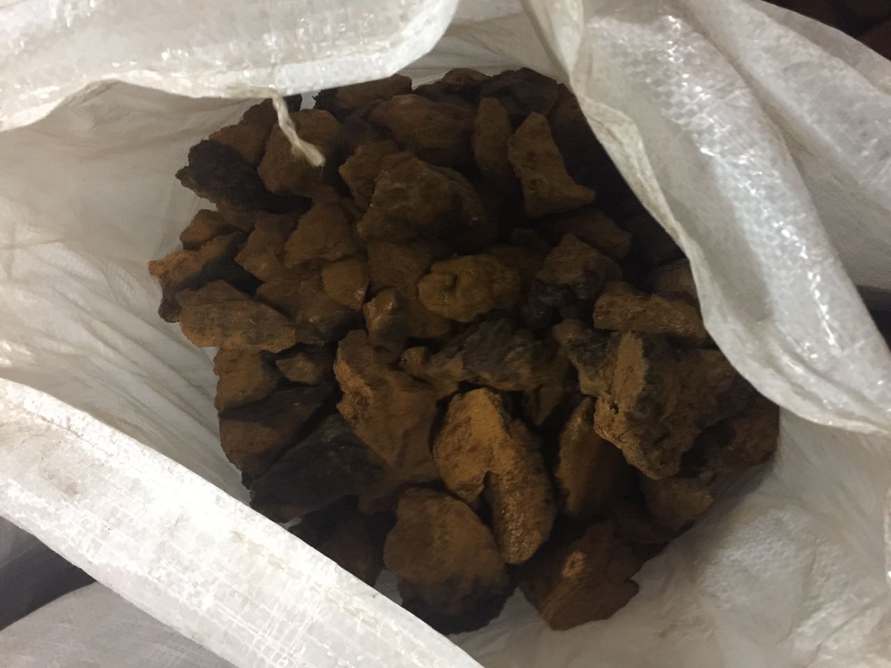 樺樹茸的主治功能：科學驗證與自然智慧的融合