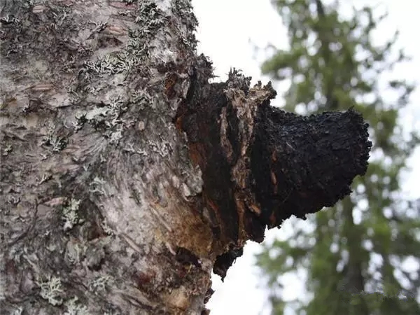 樺樹茸：傳統智慧與現代健康的橋梁——功效與作用闡述