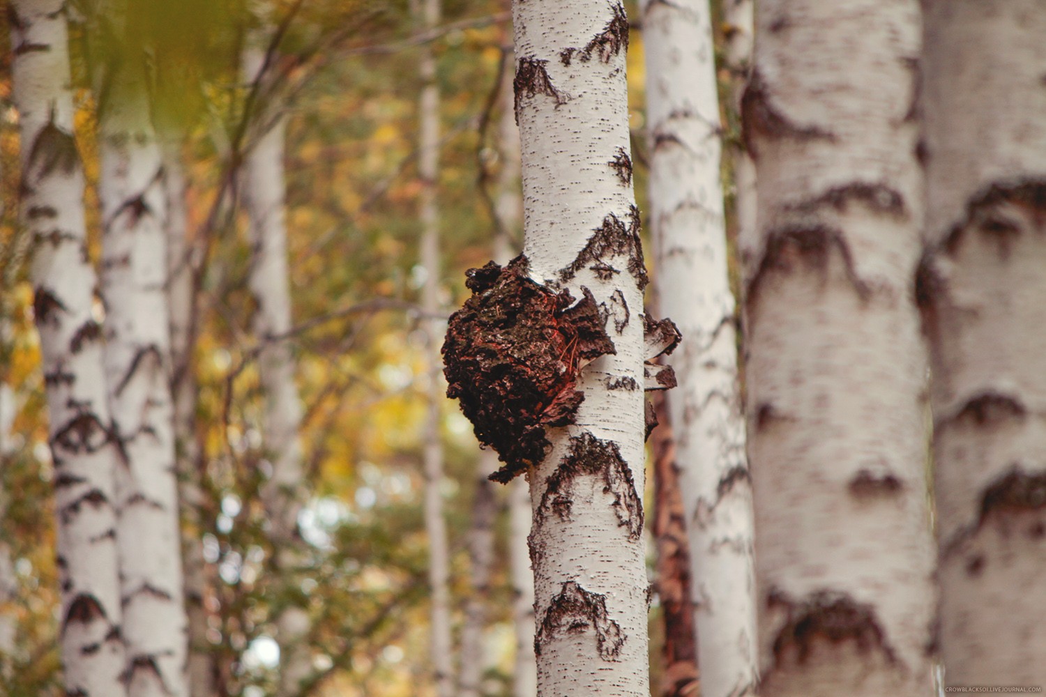 白樺茸：自然饋贈的健康守護者——功效與作用解析
