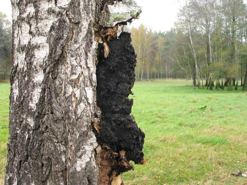 樺樹茸對糖尿患者治愈率的研究與探討