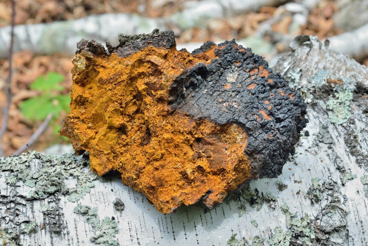 探索西伯利亞樺樹茸的神奇功效