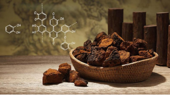 ?“森林鉆石”白樺茸：大自然的神奇饋贈