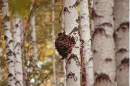 健康奇跡白樺茸：這些人群絕不能錯過