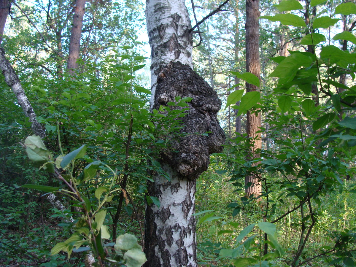 白樺茸茶 白樺茸茶