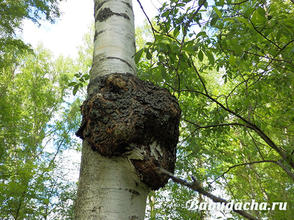 特膳食品的崛起與發展：滋得洛夫的嘗試與選擇
