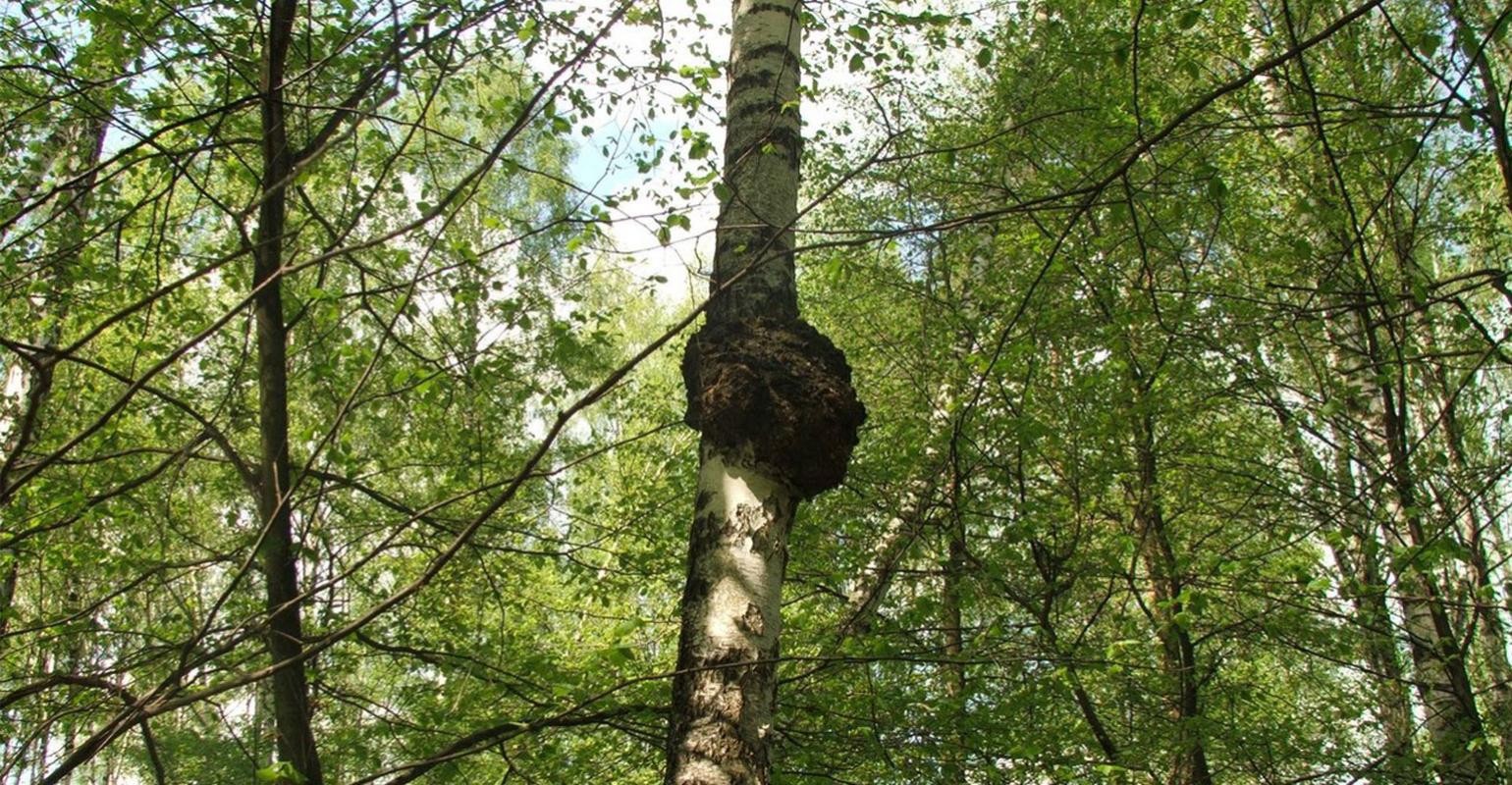 白樺茸與生態文明：珍稀資源的可持續利用與保護之路