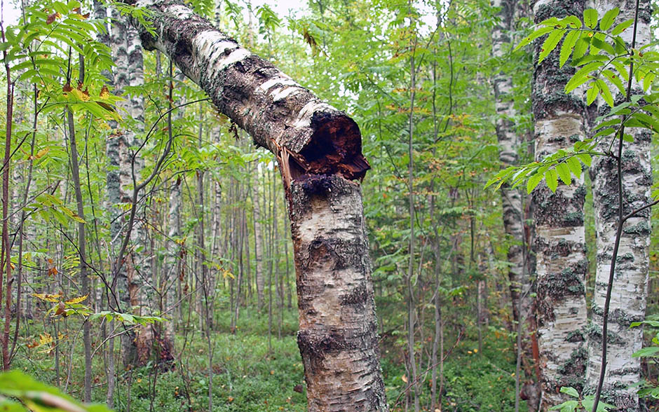 風濕到底為何讓人恐懼：白樺茸視角下體現新思路