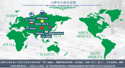 寒地來客：為什么西伯利亞白樺茸被稱為“頂級”？