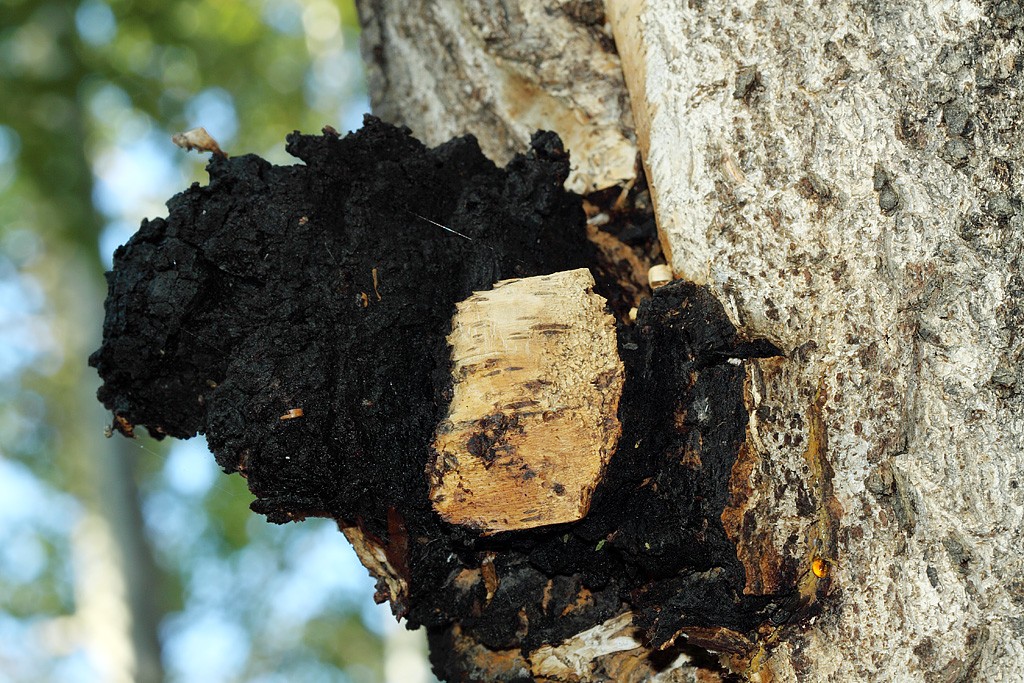 1747637537575815.jpg 1747637537575815.jpg