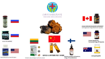 中俄健康合作新篇章：白樺茸如何成為“一帶一路”的健康使者？