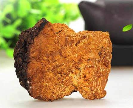 樺樹茸是寒性還是溫性？如何判斷它的屬性？