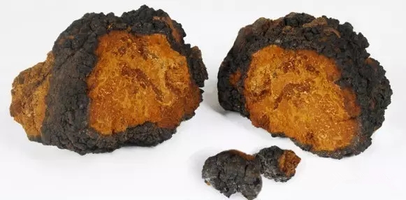 西伯利亞樺樹茸:如何食用才能發揮最佳效果? 西伯利亞樺樹茸:如何食用才能發揮最佳效果?