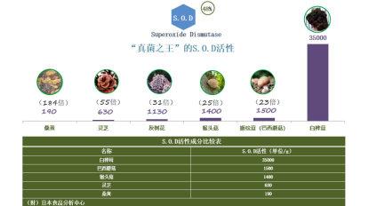 ?從“樹皮”到餐桌：白樺茸入饌的三大黃金搭配法則