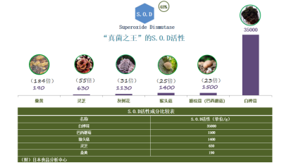 美肌秘籍“凍齡琥珀”:白樺茸中的抗氧化成分如何對抗歲月痕跡 美肌秘籍“凍齡琥珀”:白樺茸中的抗氧化成分如何對抗歲月痕跡