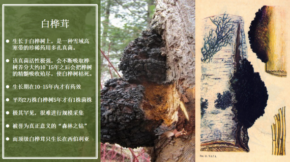 [白樺茸廠家]真菌多糖價值與白樺茸的獨特功效