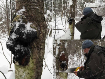 滋得洛夫白樺茸：開啟健康養生新選擇！
